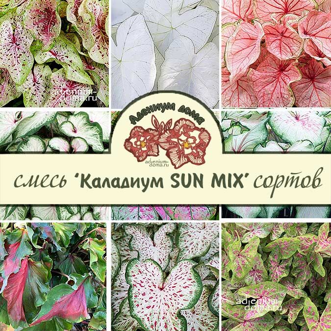 Клубень Caladium 'SUN TOLERANT' MIX (Каладиум)