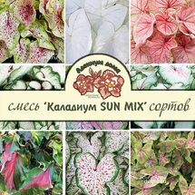 Клубень Caladium 'SUN TOLERANT' MIX (Каладиум)