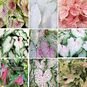 Клубень Caladium 'SUN TOLERANT' MIX (Каладиум) 3