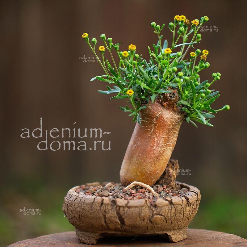 Othonna RETROFRACTA (Отонна)