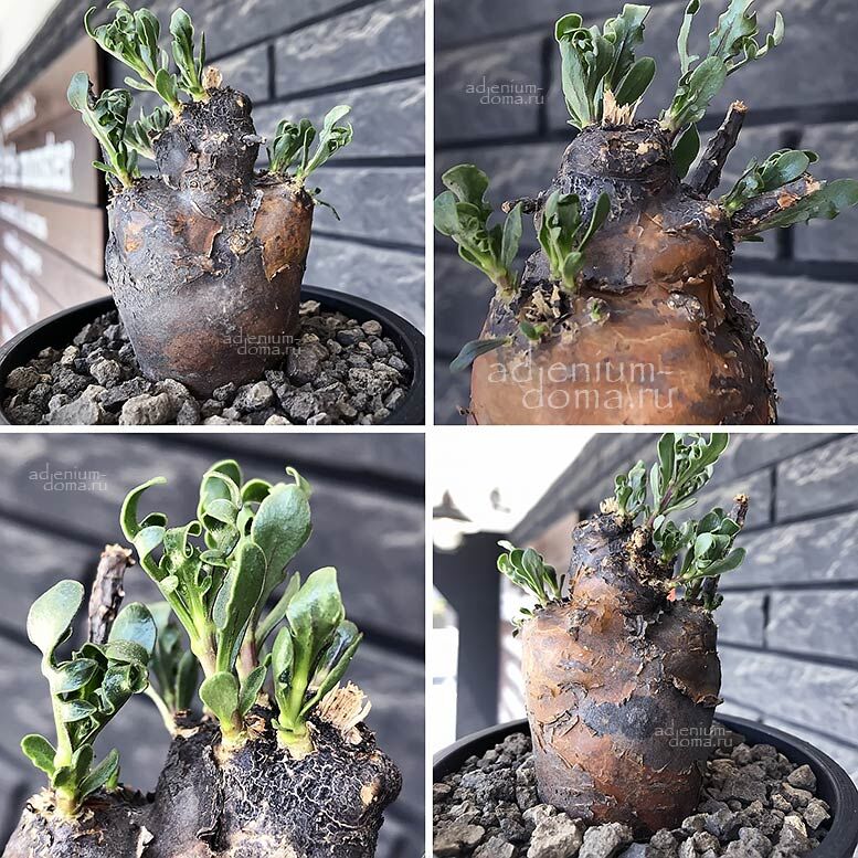 Othonna RETROFRACTA Бонсай Отонна отогнутая Ретрофракта 3