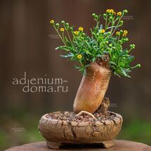 Othonna RETROFRACTA (Отонна)