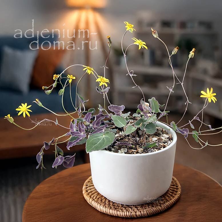 Othonna PERFOLIATA (Отонна)