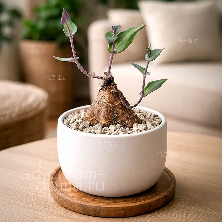 Othonna PERFOLIATA Trailing Отонна пронзеннолистная Перфолиата 1