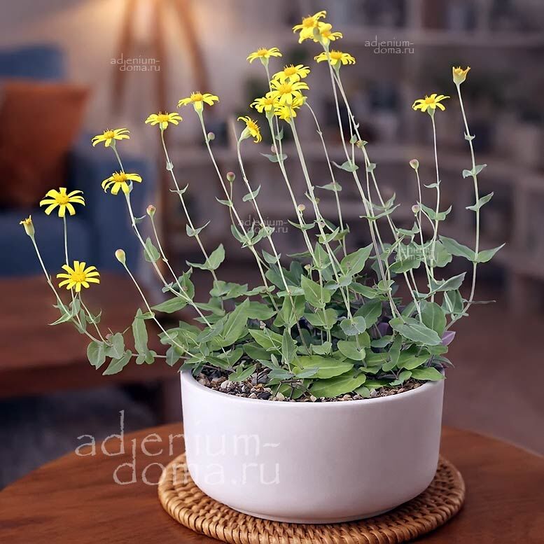 Othonna PERFOLIATA Trailing Отонна пронзеннолистная Перфолиата 2