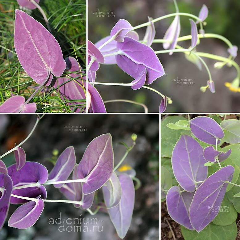 Othonna PERFOLIATA Trailing Отонна пронзеннолистная Перфолиата 3