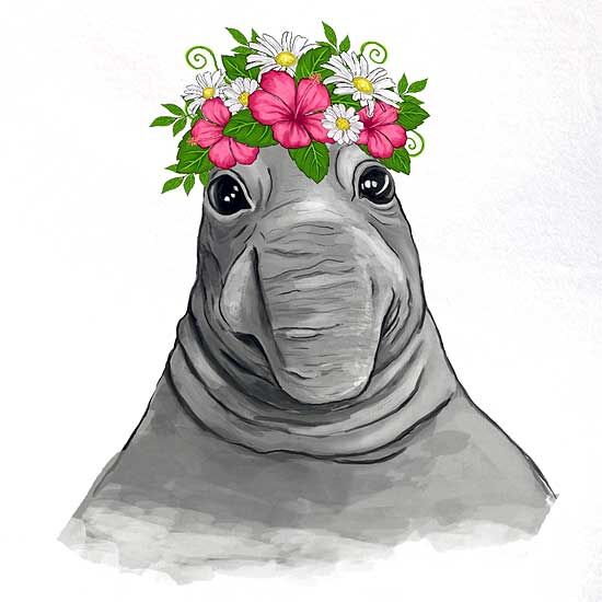 Zantedeschia MIXED COLORS Richardia Calla Lily Зантедеския Микс Колорс Калла смесь семян Белокрыльник Ришардия 3