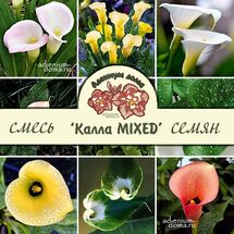 Zantedeschia 'MIXED COLORS' (Зантедеския, Калла)