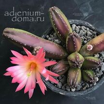 Echinocereus SCHEERI 'GENTRYI' (Эхиноцереус)