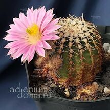 Echinocereus WEINBERGII (Эхиноцереус)