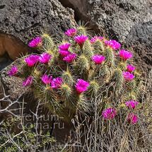 Echinocereus OCCIDENTALIS (Эхиноцереус)