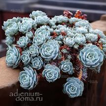 Echeveria RUNYONII (Эхеверия, Эчеверия)