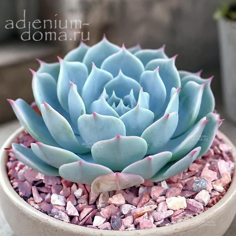 Echeveria SECUNDA, Tenango de Doria (Эхеверия, Эчеверия)