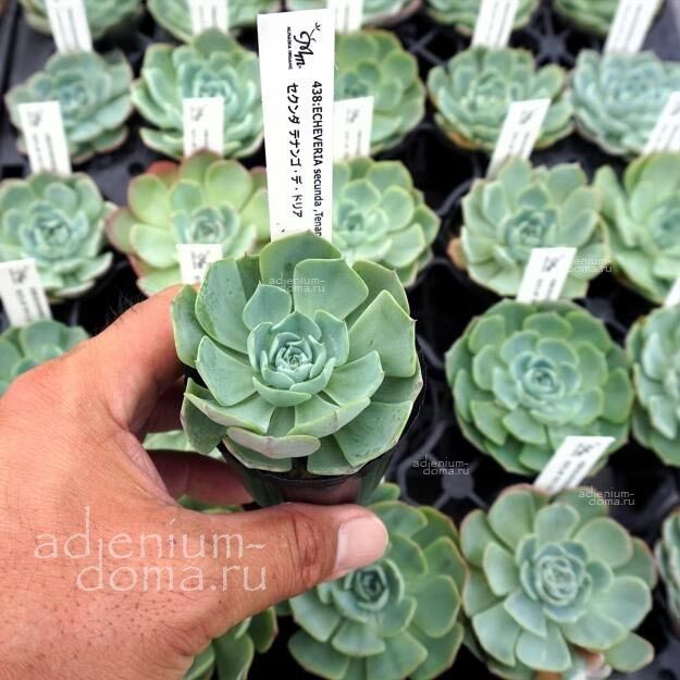 Echeveria SECUNDA Эхеверия однобокая Эчеверия Секунда 3