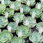 Echeveria SECUNDA, Tenango de Doria (Эхеверия, Эчеверия) 3