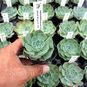 Echeveria SECUNDA, Tenango de Doria (Эхеверия, Эчеверия) 4
