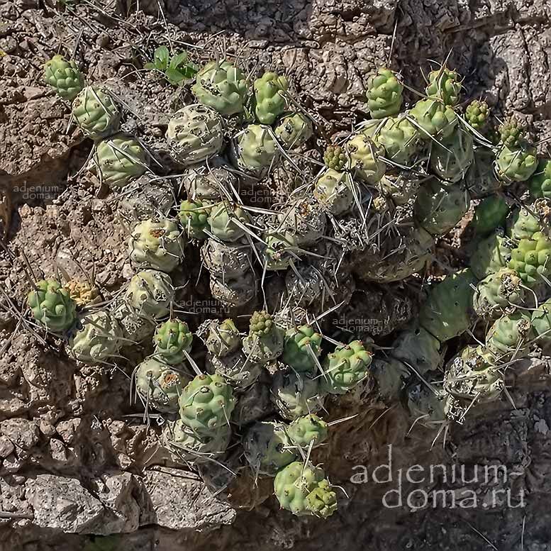 Tephrocactus ARTICULATUS Тефрокактус членистый Артикулатус 2