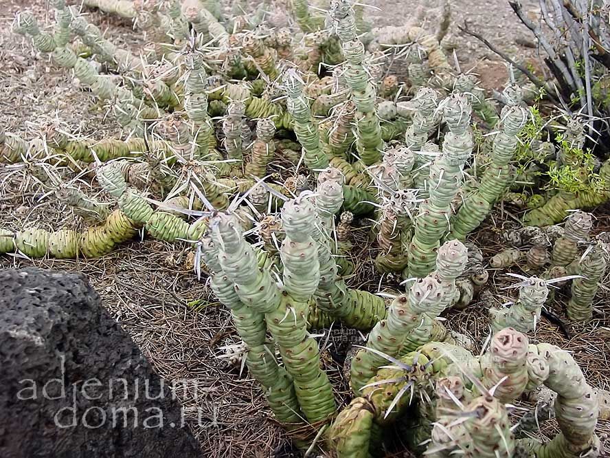 Tephrocactus ARTICULATUS Тефрокактус членистый Артикулатус 3