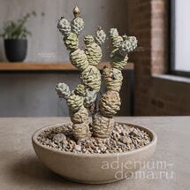 Tephrocactus ARTICULATUS (Тефрокактус)
