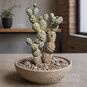 Tephrocactus ARTICULATUS (Тефрокактус) 2