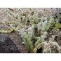 Tephrocactus ARTICULATUS (Тефрокактус) 4