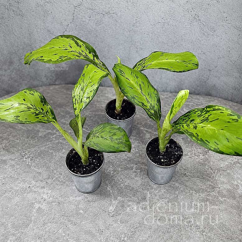 Растение Dieffenbachia SEGUINE CROCODILE Диффенбахия пятнистая Крокодил Сегена 1
