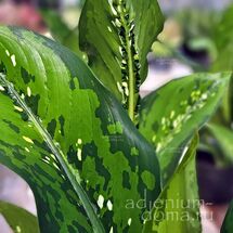 Растение ⌀ 6 Dieffenbachia SEGUINE 'CROCODILE' (Диффенбахия)