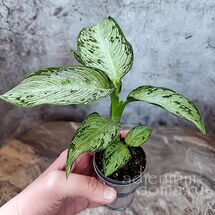 Растение ⌀ 6 Dieffenbachia SEGUINE 'TROPIC SNOW' (Диффенбахия)