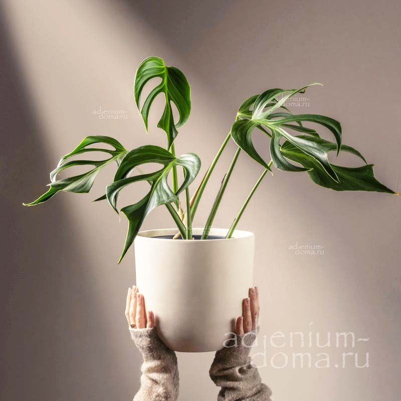 Растение Monstera BURLE MARX FLAME Монстера Бурле Маркс Флэйм 3