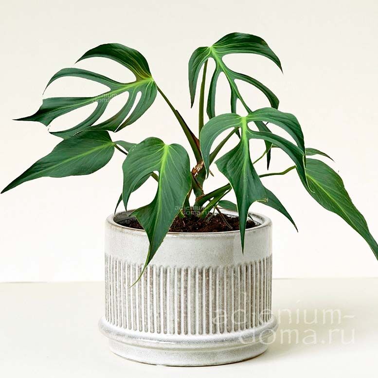 Растение Monstera BURLE MARX FLAME Монстера Бурле Маркс Флэйм 2