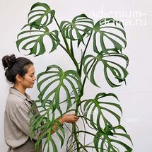 Растение ⌀ 6 Monstera BURLE MARX 'FLAME' (Монстера)