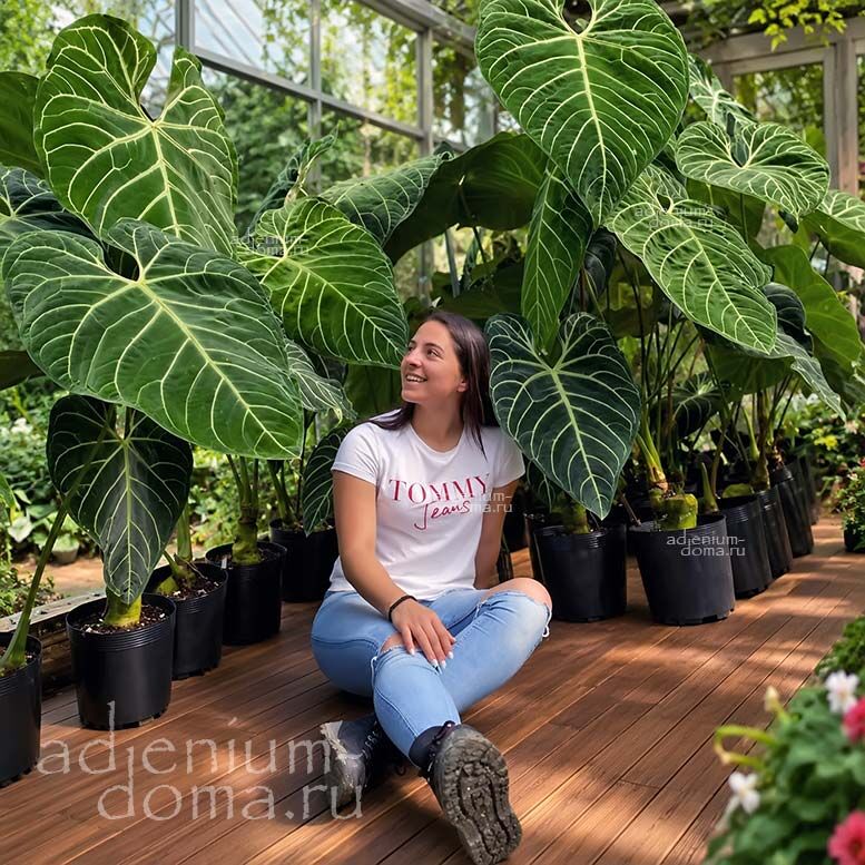 Растение Anthurium REGALE Антуриум Регал 3