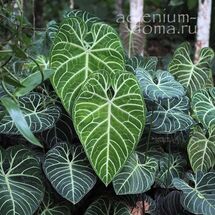 Растение ⌀ 6 Anthurium REGALE (Антуриум)