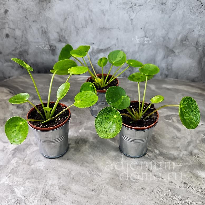 Растение Pilea PEPEROMIOIDES MOJITO Chinese Money Plant Пилея пеперомиевидная Мохито Китайское денежное дерево Японский доллар Копейка Пеперомиоидес 1