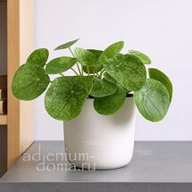 Растение ⌀ 6 Pilea PEPEROMIOIDES 'MOJITO' (Пилея)