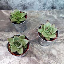 Растение ⌀ 5 Echeveria AGAVOIDES 'DARK LINE' (Эхеверия, Эчеверия)