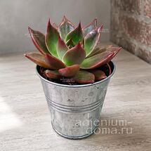 Растение ⌀ 5 Echeveria AGAVOIDES 'SITULA' (Эхеверия, Эчеверия)