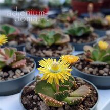 Растение ⌀ 5 Aloinopsis MALHERBEI без цветов (Алоинопсис)