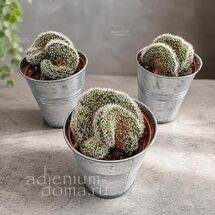 Растение ⌀ 5 Lobivia DENSISPINA cristata (Лобивия)