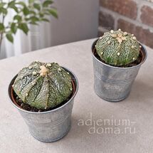 Растение ⌀ 5 Astrophytum ASTERIAS 'SUPERKABUTO' (Астрофитум)