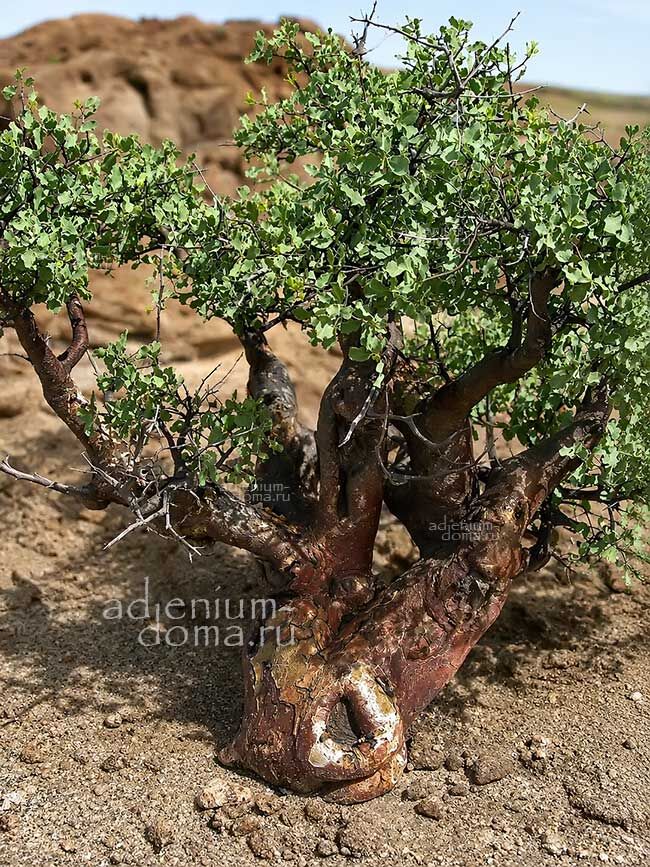 Commiphora GLAUCESCENS Blue-leaved Corkwood Коммифора сизая Глауцесценс Мирра 1