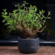 Commiphora GLAUCESCENS (Коммифора)