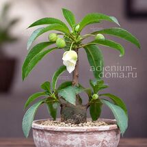 Impatiens KERRIAE (Бальзамин каудексный, Недотрога)