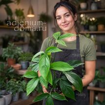 Philodendron TRIPARTITUM (Филодендрон)