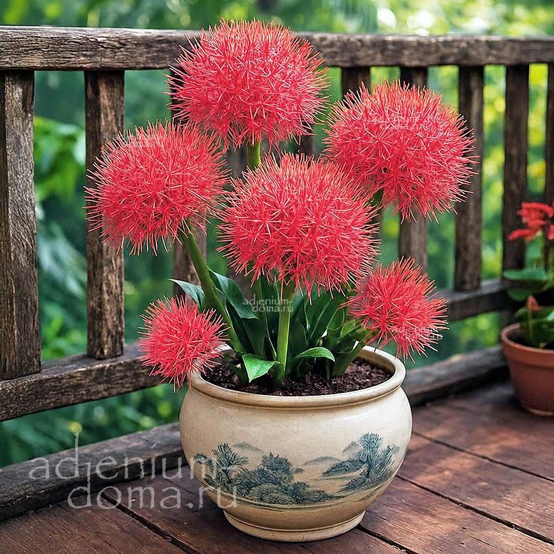 Scadoxus MULTIFLORUS (Скадоксус, Огненный шар)