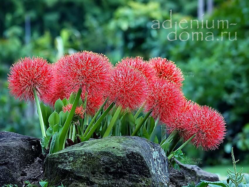 Scadoxus MULTIFLORUS Blood Lily Fireball Скадоксус многоцветковый Гемантус Мультифлорус Кровавая лилия Огненный шар 3