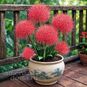 Scadoxus MULTIFLORUS (Скадоксус, Огненный шар) 2
