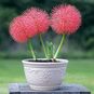 Scadoxus MULTIFLORUS (Скадоксус, Огненный шар) 3