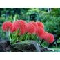 Scadoxus MULTIFLORUS (Скадоксус, Огненный шар) 4