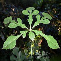 Cussonia NICHOLSONII (Куссония)